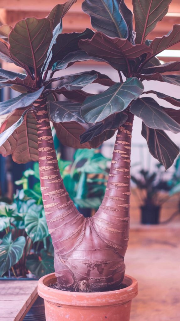 large indoor plants
