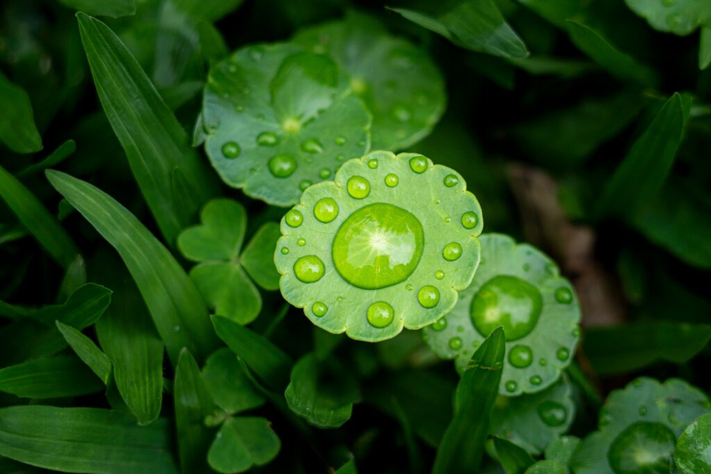 rain garden plants