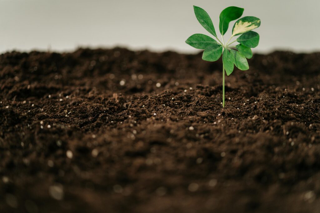 organic soil
